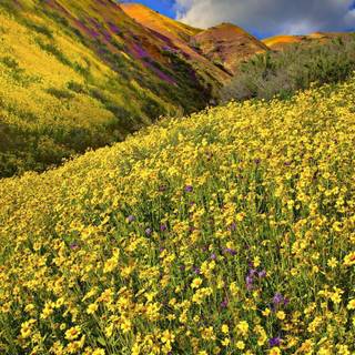 Flower meadow and mountains wallpaper