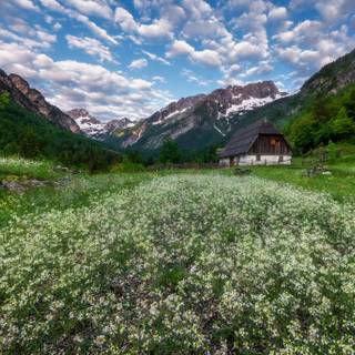 Flower meadow and mountains wallpaper