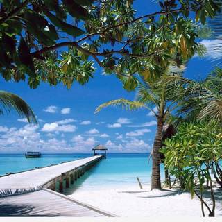 Sweet smell of summer wallpaper