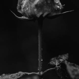 Dark aesthetic wallpaper