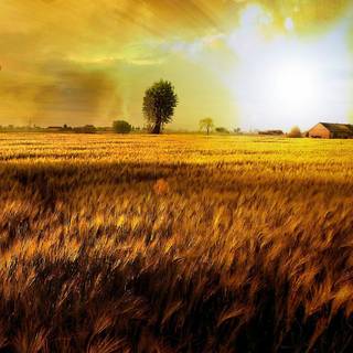 Fields of wheat wallpaper