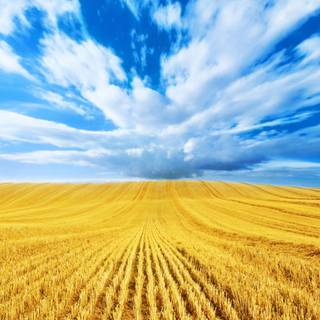Fields of wheat wallpaper