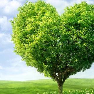 Beautiful mobile wallpaper