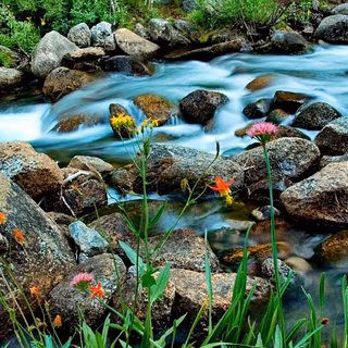 Summer forest wallpaper