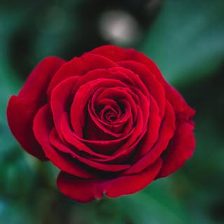 Red beauty wallpaper