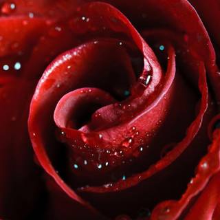 Red beauty wallpaper