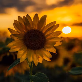 Sunflower iPhone wallpaper