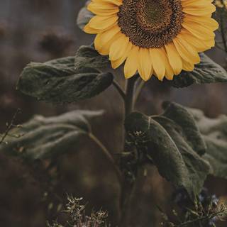 Sunflower iPhone wallpaper