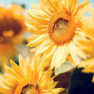 Sunflower iPhone wallpaper