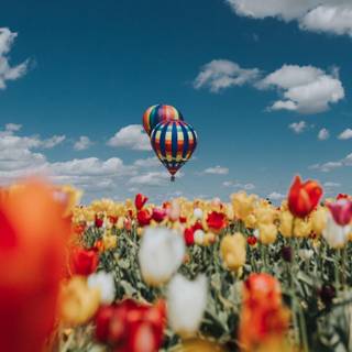 Field of Tulips and balloons wallpaper