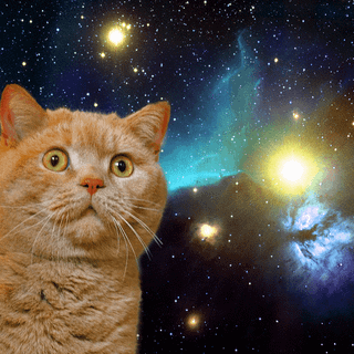 Space cat wallpaper