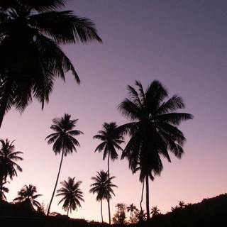 Palm Springs wallpaper