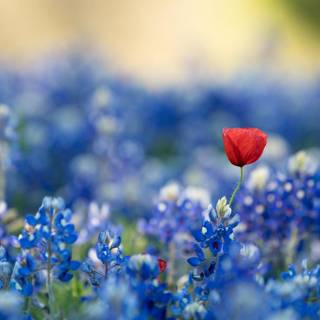 Fairy blue flower wallpaper