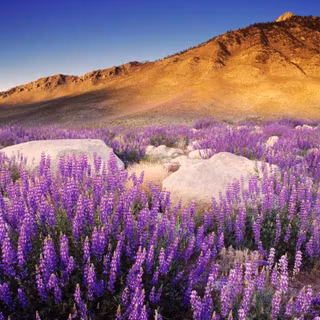 Purple mountain wallpaper