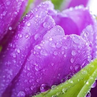 Purple Tulips wallpaper
