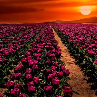 Purple Tulips wallpaper