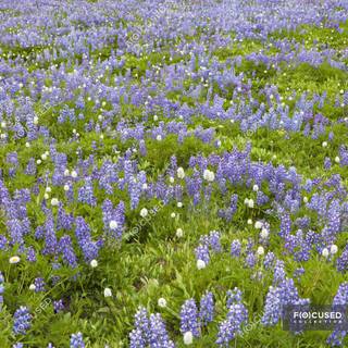 Vestrahorn Lupines wallpaper