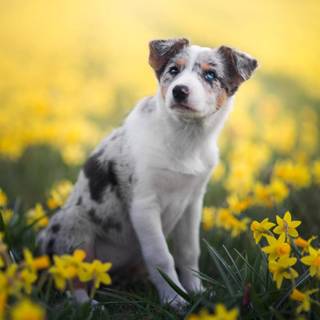 Puppy in colorful garden wallpaper