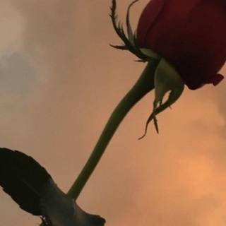 Aesthetic rose wallpaper