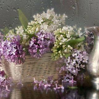 Lovely Lilacs wallpaper