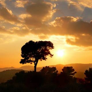 Golden sunset wallpaper