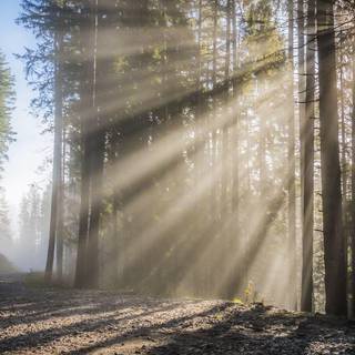Sunbeams trees wallpaper