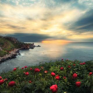 Peonies at sunset wallpaper