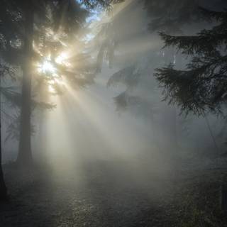 Sunbeams trees wallpaper