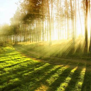 Sunbeams trees wallpaper