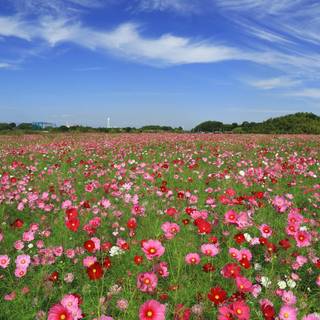 Blooming meadow wallpaper
