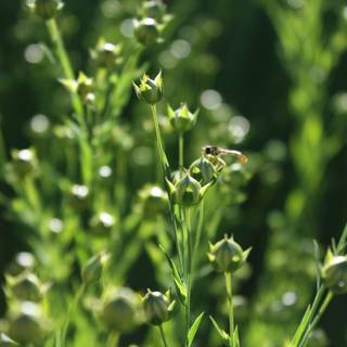 Blooming meadow wallpaper