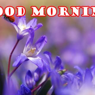 Glorious morning wallpaper