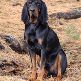 Black and Tan Coonhound wallpaper