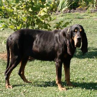 Black and Tan Coonhound wallpaper