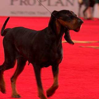 Black and Tan Coonhound wallpaper