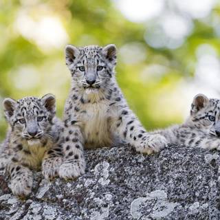 Snow leopard cubs wild animals wallpaper