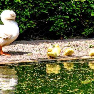 Summer tranquility wallpaper