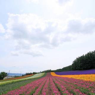 Summer fields wallpaper