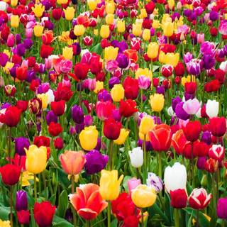 Tulip Bulb Farm wallpaper