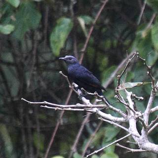 Waller's starling wallpaper