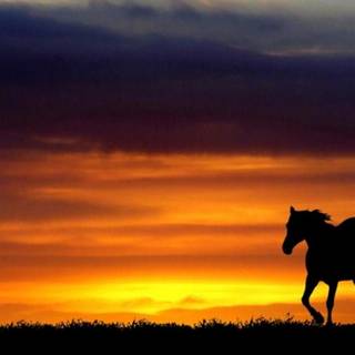 Horse silhouette wallpaper
