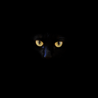 Black cat HD wallpaper