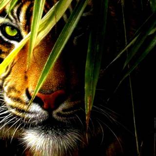 Tiger fantasy wallpaper