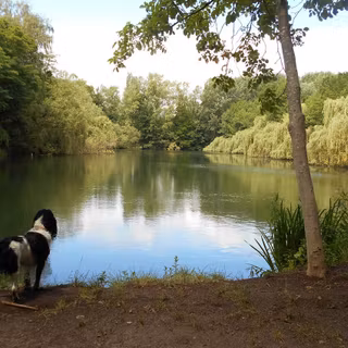 Dog lake nature wallpaper