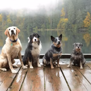 Dog lake nature wallpaper