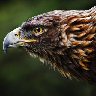 Eagle eye wallpaper