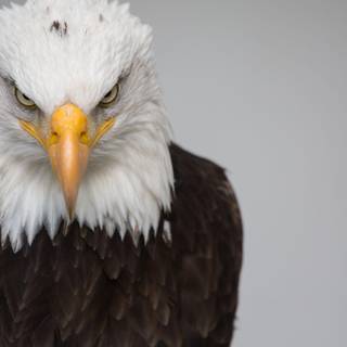 Eagle eye wallpaper