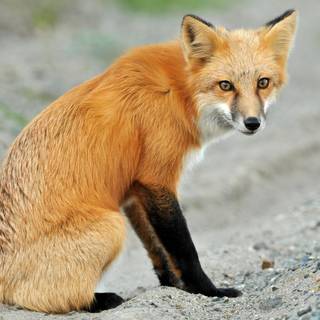 Red fox HD wallpaper