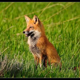Red fox HD wallpaper