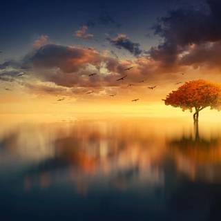 Sunset over the field wallpaper